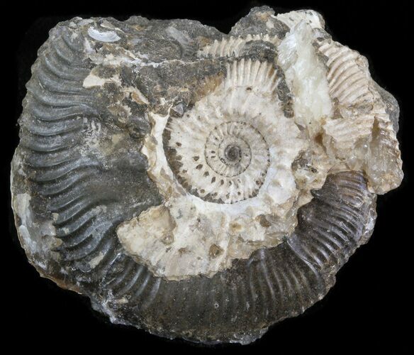 Wide Kosmoceras Ammonite - England #42658